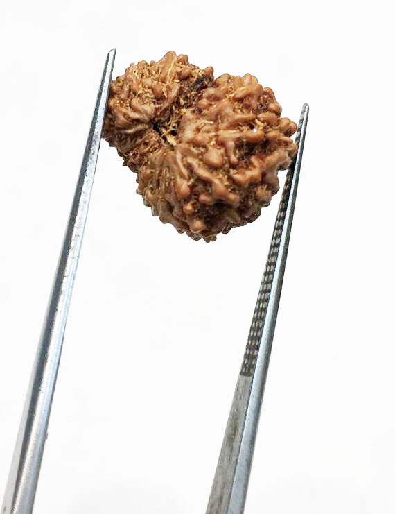 14 Mukhi Indonesian Rudraksha